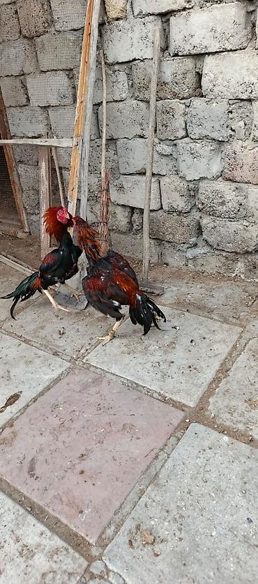 xoruz heyratı: 12 ayina kecib tam saglam aktib becedi .temiz qan temiz cins qapisine — 4