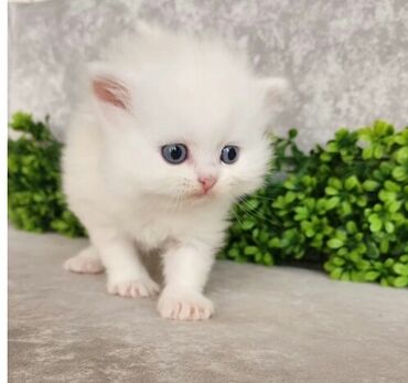 pisiy satisi: Persian cat, Male animal, Female animal, In good hands cat, Ödənişli çatdırılma, Rayonlara çatdırılma