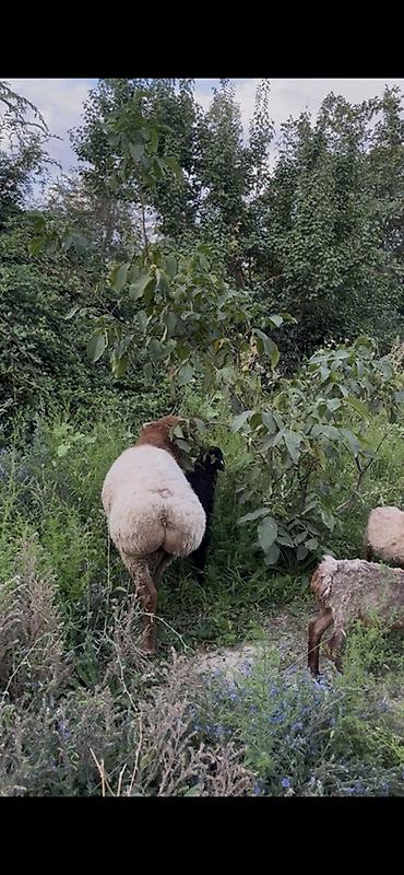 собака сокулук: Сатам | Кочкор (эркек) — 3