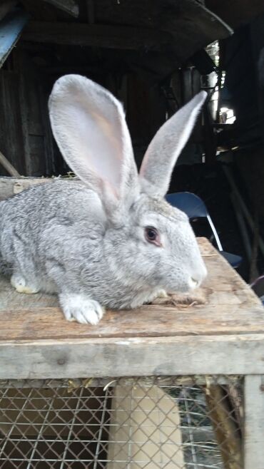 кролик декоративный: Продаю | Крольчиха (самка), Кролик самец, Крольчата | Серый великан, Белый великан | На забой, Для разведения | Племенные