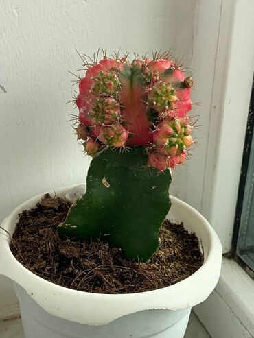 qırmızı gül şəkilləri: Kaktuslar fərqli qiymətlərlə