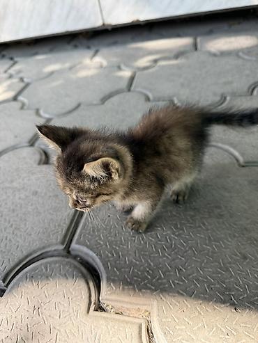 кормящая кошка: Кошка даром: Беспородная, 1 месяц, Девочка, Приучена к лотку — 2