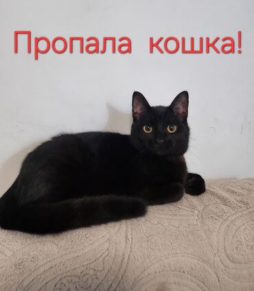 сибирская гладкошерстная кошка: Жоголгон : Породасыз, Ургаачы, Кара