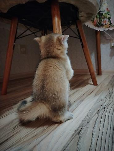 Pişiklər: Qızıl şinşilla, Erkək, Yaxşı əllərə, Ünvandan götürmə — 3