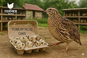 geref qus: Yalnız bizdə Yumurtaya başlamasına 15+ gün qalmış Jumbo Yumurtalıq və — 3