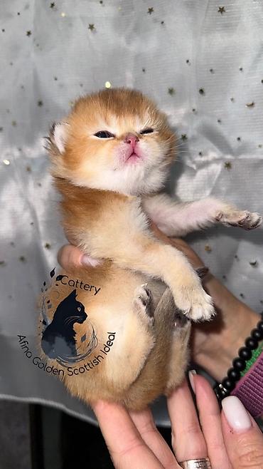 Продажа кошек: Скотиш Страйт (Шотландская прямоухая), 1 месяц, Мальчик, Золотая шиншилла, Приучена к лотку — 3