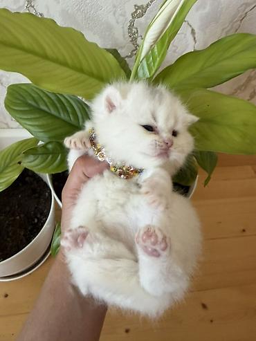 Pişiklər: Şotland yastı qulaq — 9