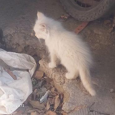 взять щенка даром: Котята. по 100 сом. домашние. мама порода сибирская, папа сиамский — 4