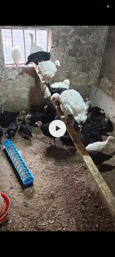 сколько стоит черепаха маленькая в бишкеке: 1, 5 2 айлык индуктун балапандары сатылат Бишкекте баасы 1300сом