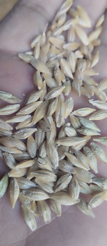 офисные кресло бу: Ячмень сорт Вакула - Крупное, однородное зерно продолговатой формы с