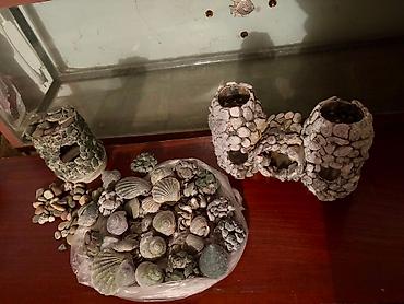 kristal yem mmc: Akvarium-şkaf, 9999 l, Ünvandan götürmə — 2