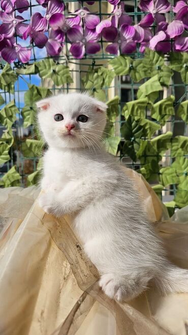 Pişiklər: Şotland yastı qulaq, Erkək, Dişi, Yaxşı əllərə, Ünvandan götürmə, Pulsuz çatdırılma, Ödənişli çatdırılma — 9