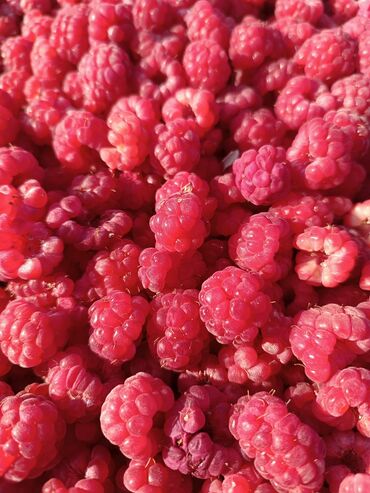 оптовые цены на продукты питания в бишкеке: Малина местная, 180 с кг