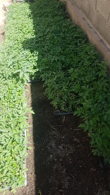 уголь каракече бешсары шабыркуль каражыра доставка бишкек купить фото: Көчөттөр жашылчалардын: Помидорлор, Өзү алып кетүү