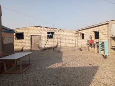 Digər kənd təsərrüfatı heyvanları: Ferma xızı rayonu yeni yaşmaq kəndindədi 70 baş mal sağlamaq üçün — 3