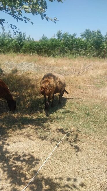 Qoyunlar, qoçlar: Məhsul: Qoyunlar (heyvandarlıq üçün) Təsvir: - Şəkillərdə təsərrüfat — 2