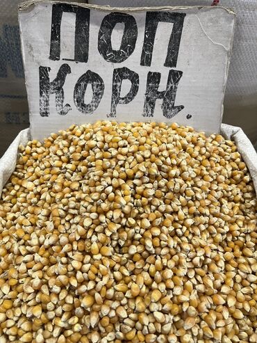 картофель копалка: Кукуруза В розницу, Самовывоз, Бесплатная доставка, Платная доставка