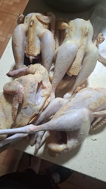 qəfəs satışı: Satılır 4,5 aylıq çolpalar diri ve temizlenmiş — 2