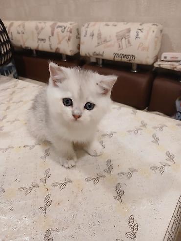 ingilis setter it cinsi: Britan, Erkək, Yaxşı əllərə — 1