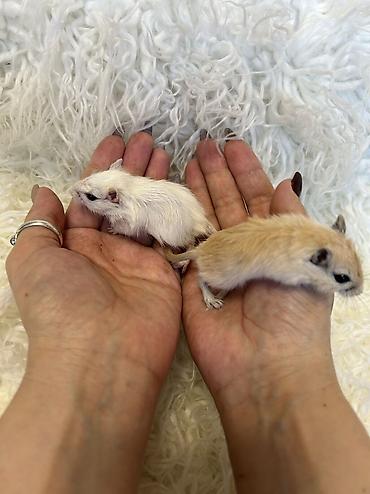 Хомяки: Продаются хомячки джунгарские, сирийские, ангорские пушистые хомячки — 16