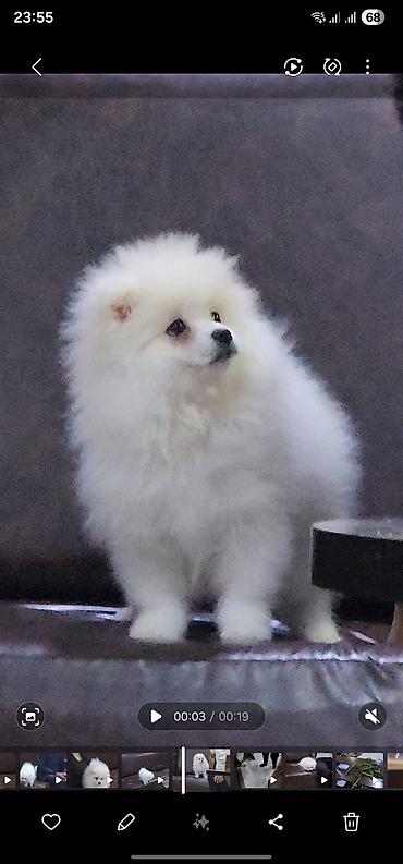 heyvan evleri: Məhsul: Pomeranian Spitz balası - Rəng: qar kimi ağ - Xəz: sıx — 8