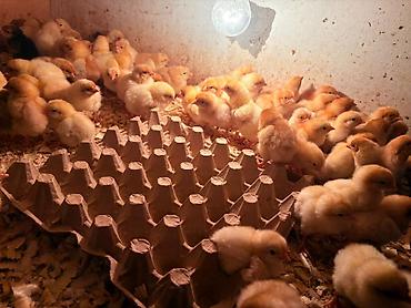 qus iran: Lohman Braun cücüleri paylaşdığım Cücələr 1 həftədir çıxıb 2.50di — 6