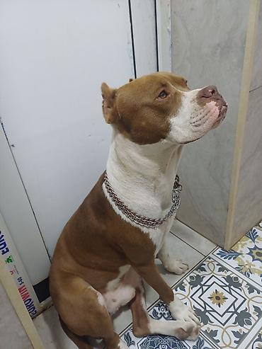 İtlər: Pitbul, Erkək — 3