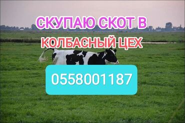 продаю индюка: Куплю | Лошади, кони, Другие с/х животные, Коровы, быки | Круглосуточно, На откорм, Любое состояние