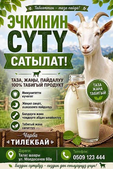 дойки ко: Козье молоко от хозяйства «Тилекбай» - 100% натуральный продукт — 1