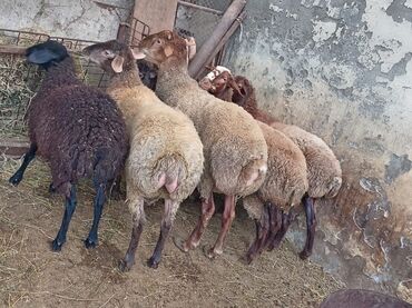 Коровы, быки: 6 dene di tecili satılır 2 erkey 4 dişi tam quzulardı 7 8 aylıq