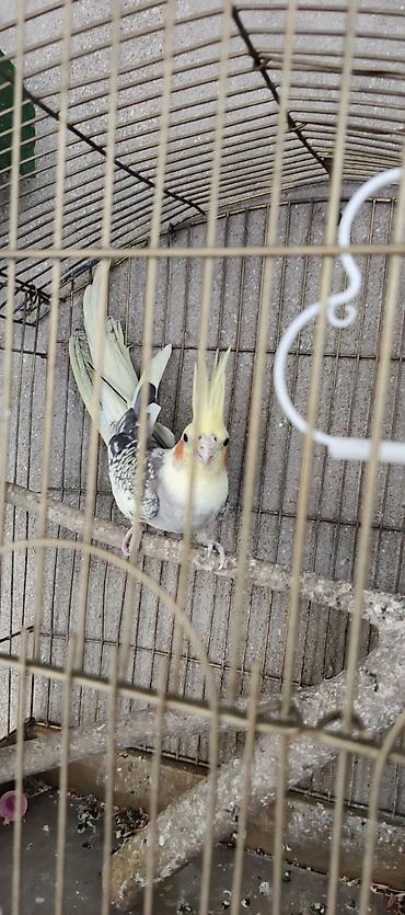 qara toyuq quşu: Karella papuqayi erkey 7 ayliq — 1