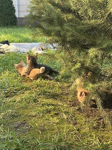 Продажа кошек: Котята домашние, разноокрашенные (кремовый/бежевый, рыжий, тигровый — 2