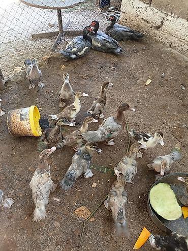 ordey satisi: Evden kocuruk deyene satiram hamisini . tek tek satmiram . Muscovy — 4