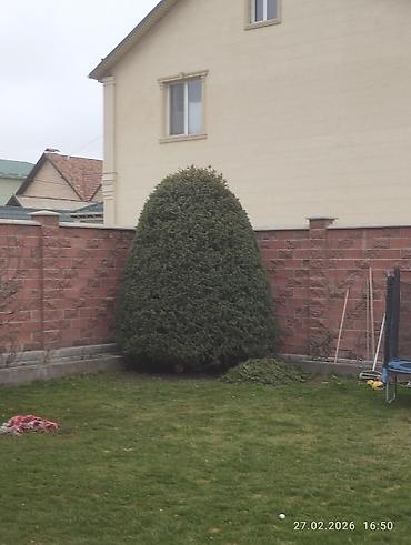 Спил деревьев, заготовка дров: Обрезка деревьев!!! Сезонная обрезка плодовых деревьев!!! Зима — 29