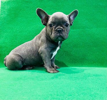 Psi: Zensko stene francuskog buldoga egzotične plave boje bez tigrine — 6