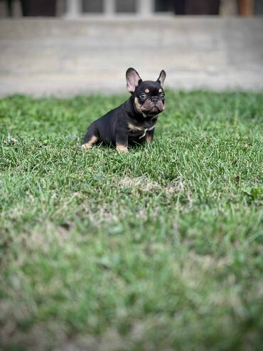 Psi: U ponudi imamo štenad egzotičnih boja, od kvalitetnih roditelja — 3