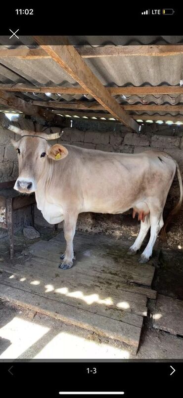 швицкая корова: Продаю | Корова (самка) | Швицкая | Для разведения, Для молока | После отела