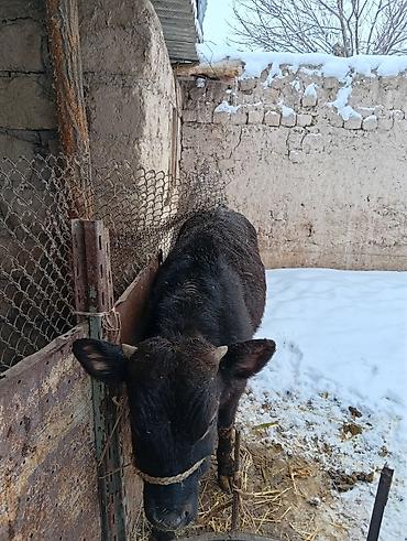 Коровы, быки: Продаю | Бык (самец) | Полукровка | На откорм | Привязанные — 6