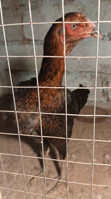 Xoruzlar: Xoruz, il: <1, Ünvandan götürmə — 5