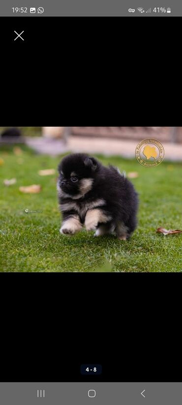 Продажа собак: Шпиц, 3 месяца, Самец, С прививкой, С родословной — 10