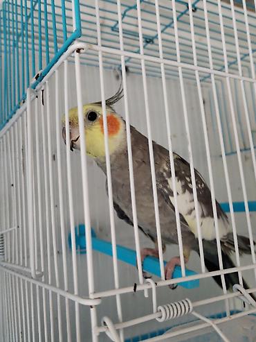 danşan quş: KOREYA BİLDİYİ SÖZLƏR (AŞKIM) (BABACIĞ) (CİCİQUŞ) MAHNILAR OXUYUR ƏLİN — 4