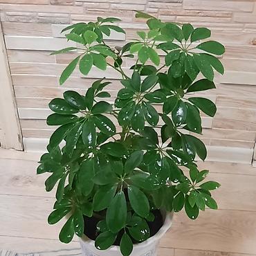 шеффлера: Комнатные растения в декоративных горшках: 1) Шеффлера (Schefflera — 1