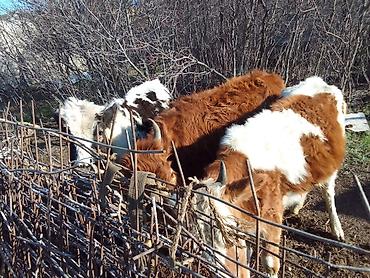 Dana, buzov: Dana, buzov, Dişi, ay: 1, 100 kq, Ətlik, Ünvandan götürmə, Ödənişli çatdırılma — 15