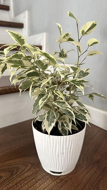 фикус: ПродаюФикус Бенджамина вариегатный (Ficus benjamina Variegata) в — 2