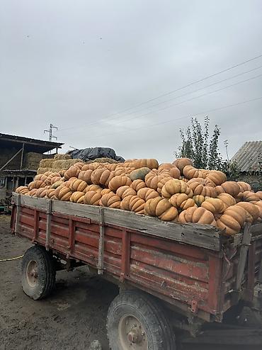 псиллиум купить: Тыква мускатная (крупноплодная, ребристая) - Урожай с собственного — 3