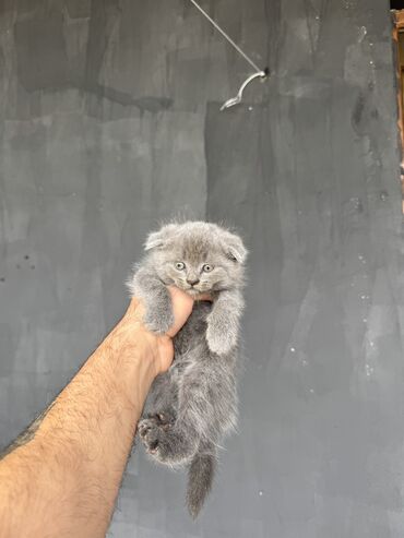 Pişiklər: Şotland yastı qulaq, Yaxşı əllərə