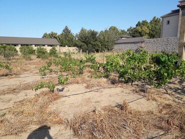 Torpaq sahələrinin satışı: 19 sot, Kupça (Çıxarış), Texniki pasport -da lalafo.az — 7 Torpaq sahələrinin satışı: 19 sot, Kupça (Çıxarış), Texniki pasport — 7