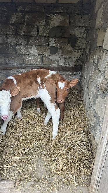 brama satisi: İki baş erkək simmental buzovlar satılır. Yalnız və yalnız real — 7