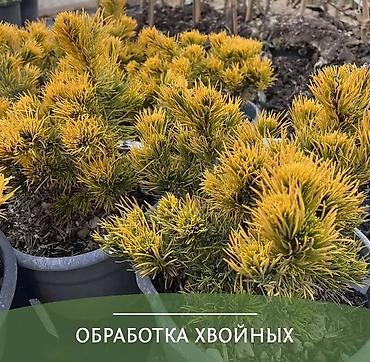 ♻️ Обработка хвойных растений от болезней и вредителей