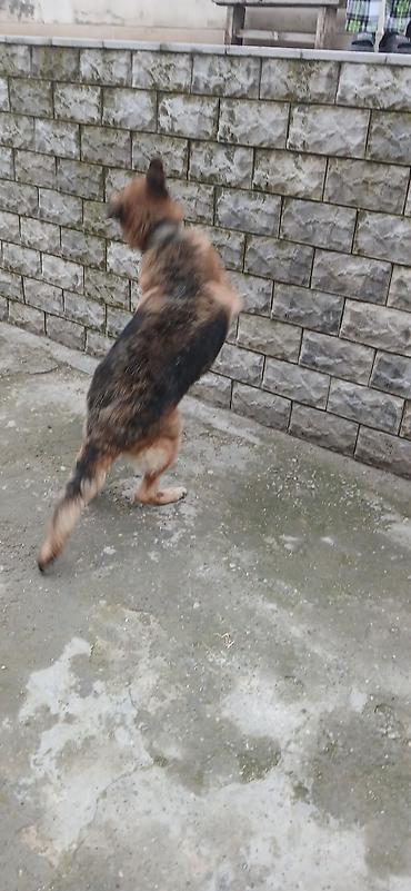 İtlər: Alman çoban iti — 2